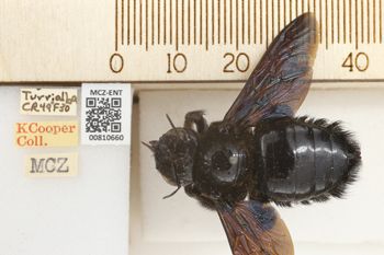 Media type: image;   Entomology 810660 Aspect: labels
